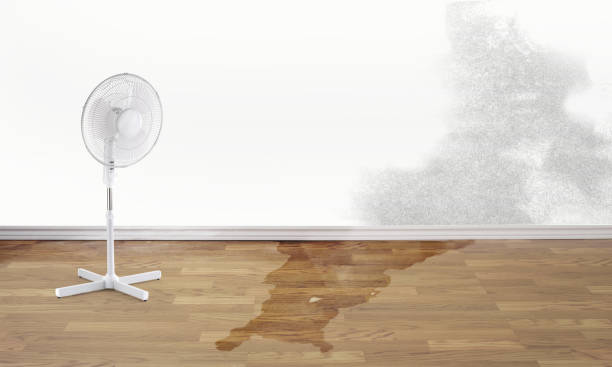 Best Water damage restoration near me  in Dauphin Island, AL